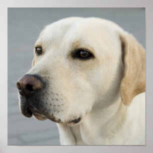 Foto van gouden labrador retriever poster