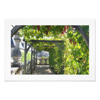 Foto van Grape Arbor op het Paleis van Villandry i Afdruk