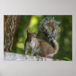 Foto van Gray Squirrel Poster