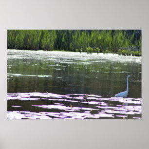 Foto van Great Egret Bird Poster