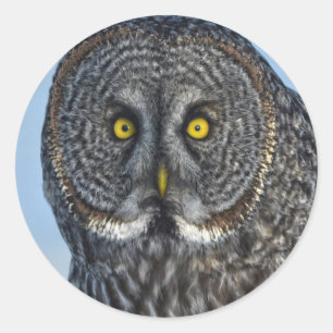 Foto van Great Gray Owl Wildlife Raptor Ronde Sticker