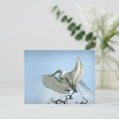 Foto van Great White Heron Briefkaart (Staand voorkant)