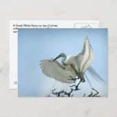 Foto van Great White Heron Briefkaart (Voorkant / Achterkant)