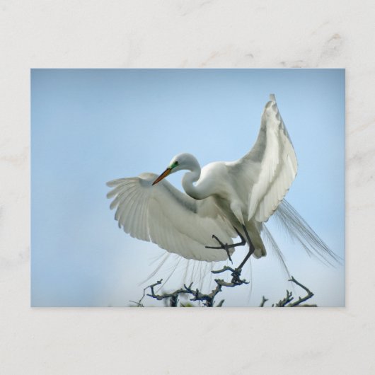 Foto van Great White Heron Briefkaart (Voorkant)