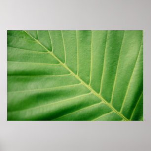 Foto van groen blad sluiten poster