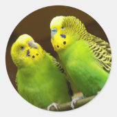 Foto van groene en gele paraketten ronde sticker (Voorkant)
