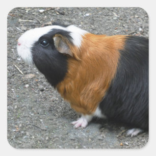 Foto van Guinee Vierkante Sticker