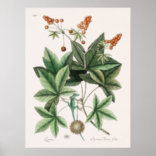  foto van hagedis poster