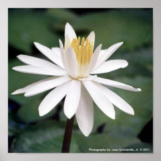 Foto van Hawaiian Water Lilly Poster (Voorkant)