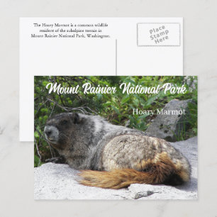 Foto van het nationale park Rainier Hoary Marmot Briefkaart