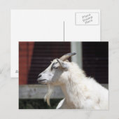 Foto van het witte-geitenprofiel Cute White Briefkaart (Voorkant / Achterkant)