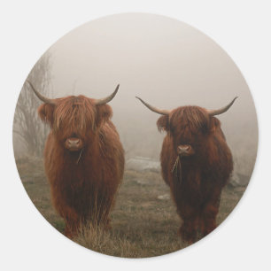 Foto van Highland Cattle Fog Ronde Sticker