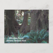 Foto van Hoh Rain Forest Revel Briefkaart (Voorkant)