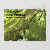 Foto van Hoh Rain Forest Revel Briefkaart (Voorkant)