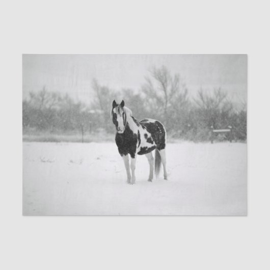 Foto van Horse Black en White Snow Tissuepapier (Voorkant)