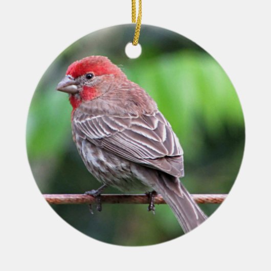 Foto van House finch Keramisch Ornament (Voorkant)