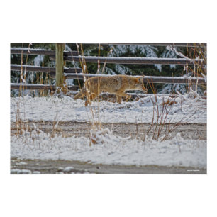 Foto van Hunting Coyote en Winter Snow Wildlife Perfect Poster