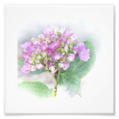 Foto van Hydrangea Vignette Foto Afdruk (Voorkant)