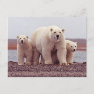 Foto van ijsbeerfamilie moeder en welpen briefkaart