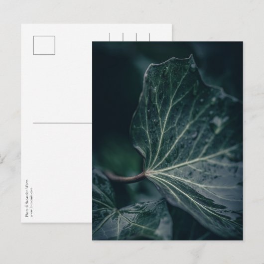 Foto van Ivy Leaf Natuur Briefkaart (Voorkant / Achterkant)