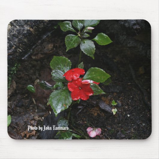 Foto van John Tammaro Muismat (Voorkant)