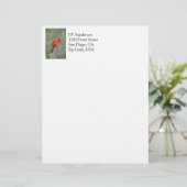 Foto van kardinaal Bird Gepersonaliseerd Briefhoofd (Staand voorkant)