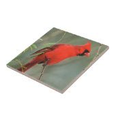 Foto van kardinaal Bird Tegeltje (Zijkant)