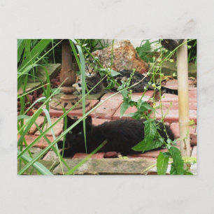 Foto van katten die op een bakstenen patio liggen briefkaart