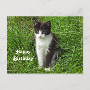 Foto van Kitten Black en White Cat Birthday Briefkaart
