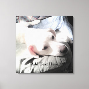 Foto van knappe witte hond die rust op de bank met canvas afdruk