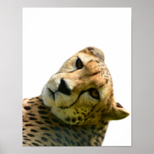 Foto van Leopard cheetah wild oerwoud Poster