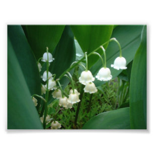 Foto van Lily van de bloemen van de vallei Afdruk