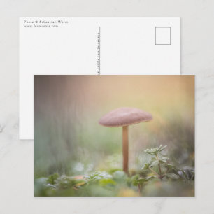 Foto van Little Mushroom Natuur Briefkaart