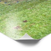 Foto van Male Peacock Afdruk (Hoek)