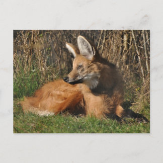 Foto van Maned wolf Briefkaart