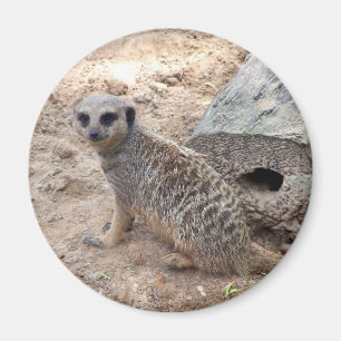 Foto van Meerkat tegen logand en zand Magneet