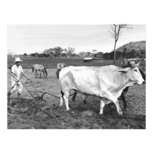 foto van Mexicaanse Farmer en Koeien Afdruk