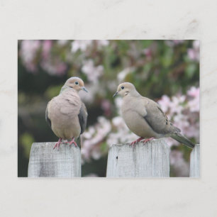 Foto van Mourning Doves Briefkaart