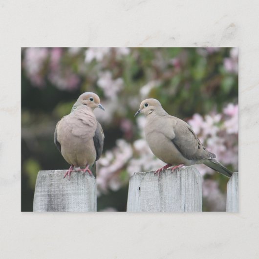 Foto van Mourning Doves Briefkaart (Voorkant)
