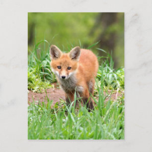 Foto van nieuwsgierige vosuitrusting briefkaart