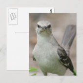 Foto van Northern Mockingbird Briefkaart (Voorkant / Achterkant)