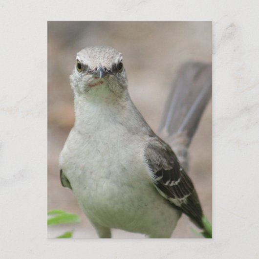 Foto van Northern Mockingbird Briefkaart (Voorkant)