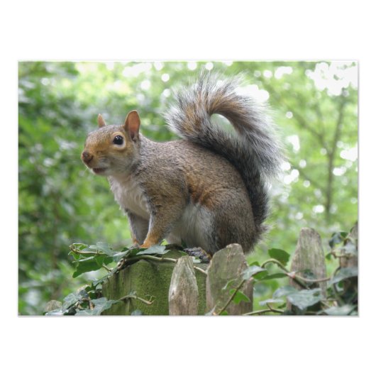 Foto van Nosy Gray Squirrel Foto Afdruk (Voorkant)