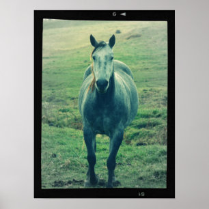Foto van Old Horse op Film Digital Art Poster