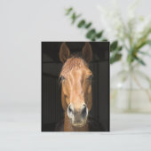 Foto van paardengezicht briefkaart (Staand voorkant)
