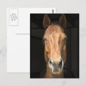 Foto van paardengezicht briefkaart (Voorkant / Achterkant)