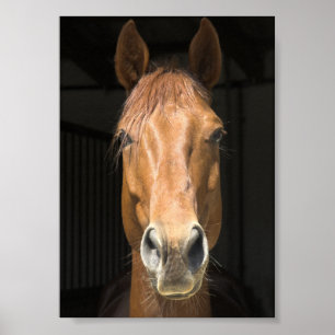 Foto van paardengezicht poster