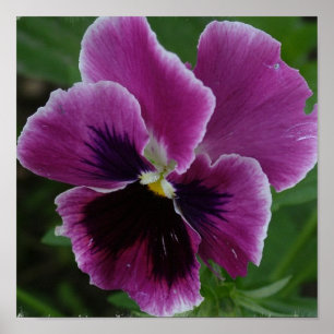 Foto van Pansy Afbeelding Poster