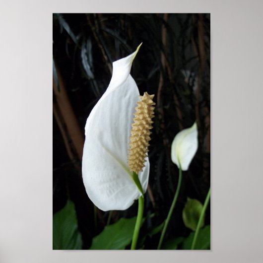 Foto van Peace Lily Floral Poster (Voorkant)