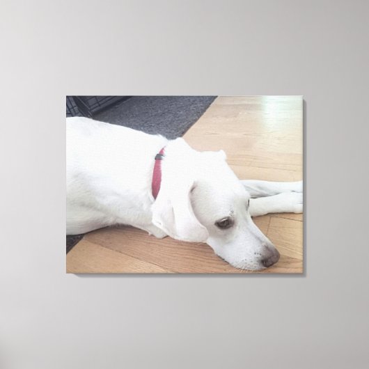 Foto van Peaceful White Dog met Red Collar Medium Canvas Afdruk (Voorkant)